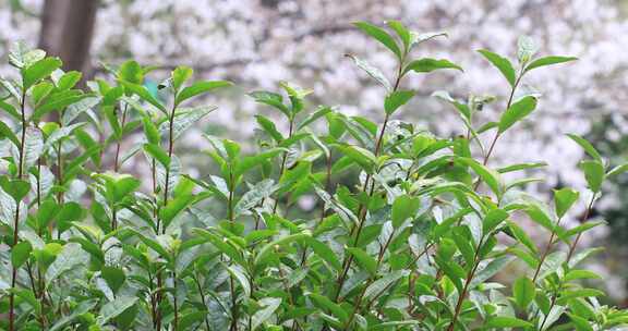 生态茶树茶叶 樱花林背景