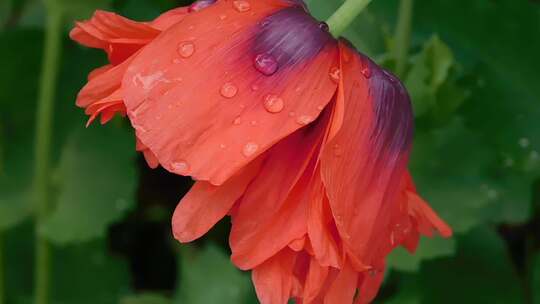 雨水打湿花朵