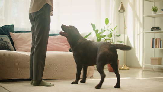 拉布拉多犬特写