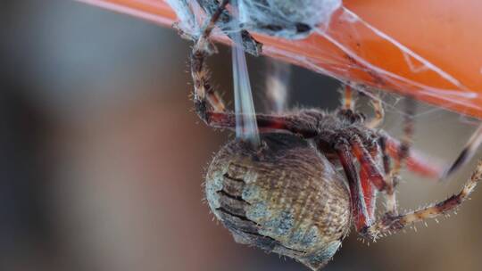 蜘蛛拉出织带时蜘蛛纺纱的宏观特写