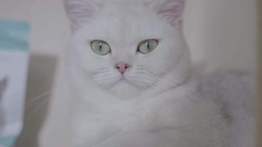 休闲空镜白猫