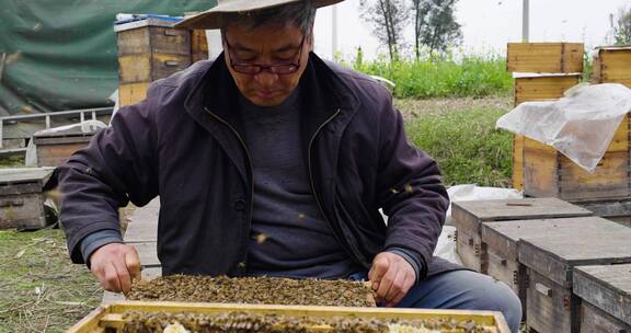 养蜂人在养蜂场忙碌饲养蜜蜂