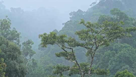 雨，雨滴，雨林，树木