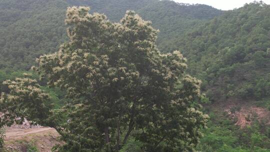 航拍拉近威海正棋山中开花的板栗树