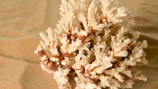 珊瑚在沙中特写