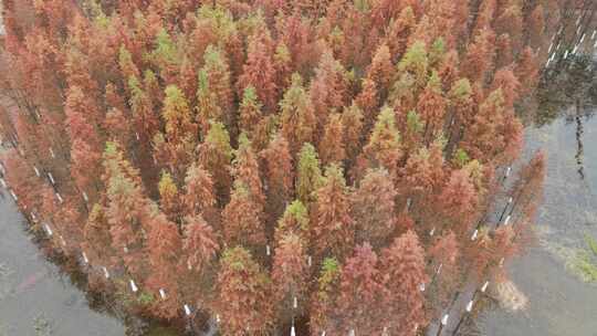 航拍长沙松雅湖公园秋天红色水杉林