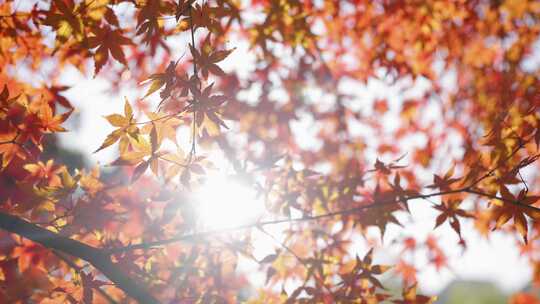 秋天红色唯美枫叶红枫树视频素材模板下载