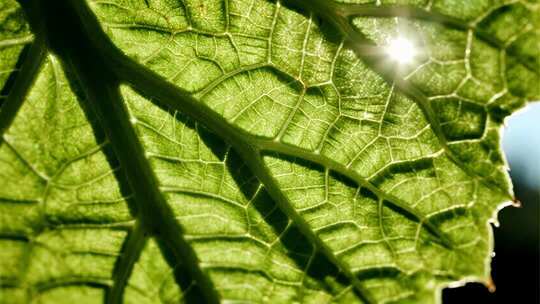 绿叶纹理清新自然生态微距视频