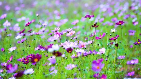 格桑花合集 格桑花海 野花盛开 格桑花升格