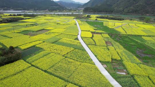 4k油菜花海群航拍素材