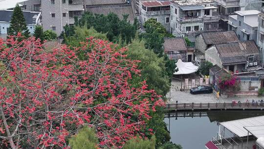 中国广东省广州市海珠区黄埔村木棉花