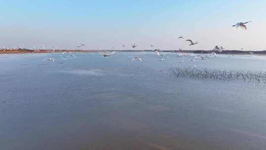 江西鄱阳湖湿地候鸟白鹤大雁