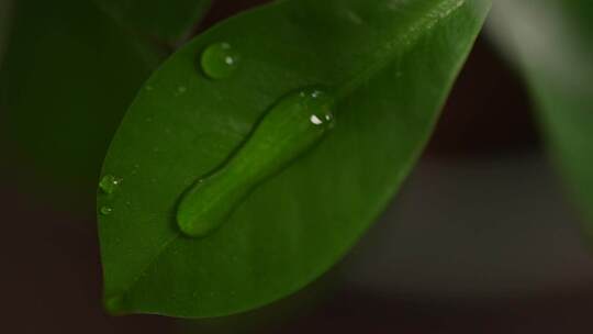 树叶滴水 树叶 滴水 水滴 叶子视频素材模板下载