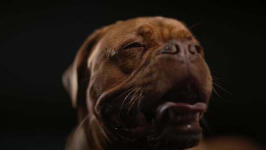 Dogue De Bordeaux，狗，