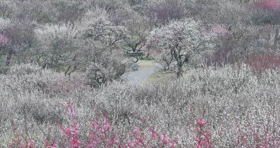 大面积盛开的梅花花海远景