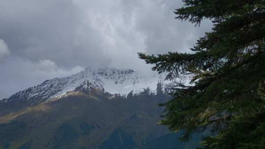 树，山，雪，树叶