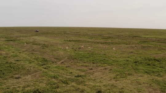 塞伦盖蒂平原，一小群瞪羚在吃草，远处有一辆狩猎旅游车