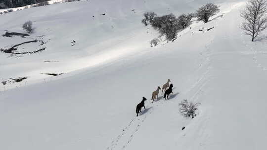在雪地上奔跑的马