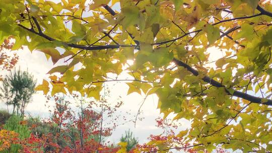 秋天金黄色枫叶逆光慢动作唯美阳光透过树枝视频素材模板下载