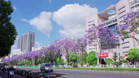 昆明北京路上的蓝花楹4k