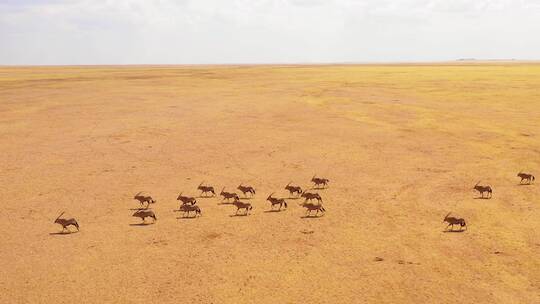 大草原上奔驰的羚羊群视频素材模板下载