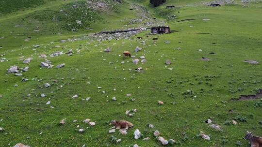 航拍新疆伊犁雪山草原上吃草的牛羊绝美风光