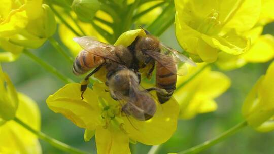 三只蜜蜂在油菜花上采蜜