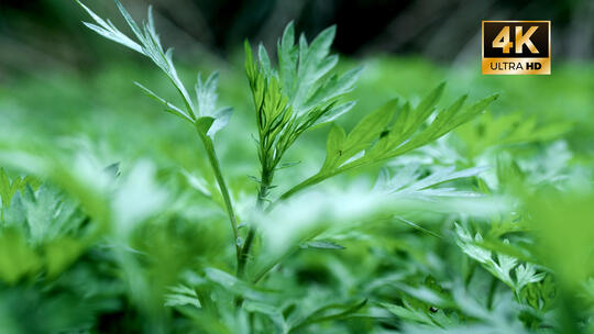 艾草 艾蒿 艾叶 野生艾草 中草药端午节