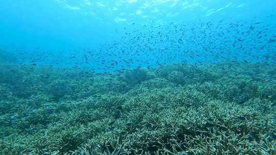 在珊瑚礁海洋上游泳和庇护的热带少女鱼大群视频素材模板下载