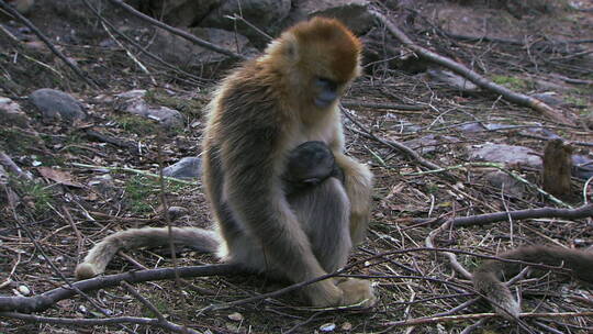 金丝猴幼崽3