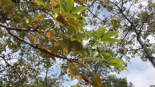 秋季枯黄的树视频素材模板下载