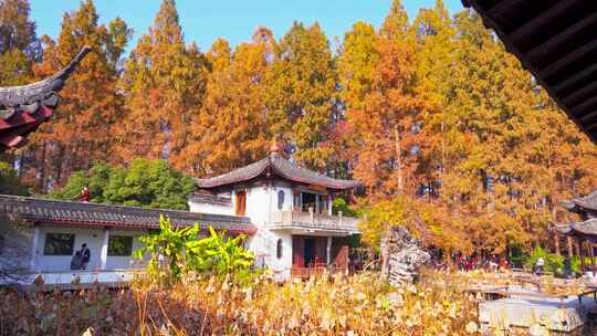 杭州西湖曲院风荷秋天风景