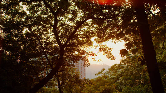 森林公园眺望傍晚太阳下山时的夕阳晚霞