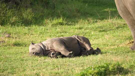 一只小犀牛在睡梦中踢腿，然后惊醒的有趣片段。