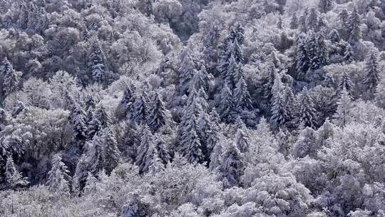 秦岭森林雾凇雪景