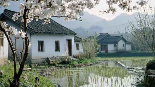 春天春季乡村唯美生活风景