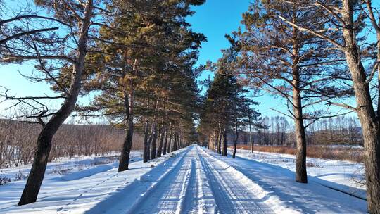 通向林海雪原的雪路