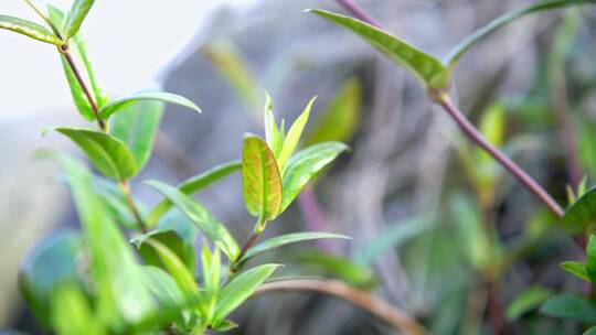 金银花藤蔓嫩芽