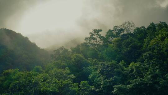 森林-航拍森林-大自然森林云雾-原始森林