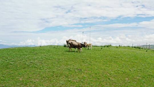 中国新疆伊犁草原上悠闲的牛吃草