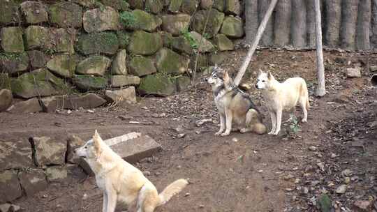 野生狼狗3条