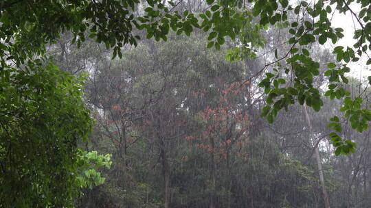 风雨中的树林