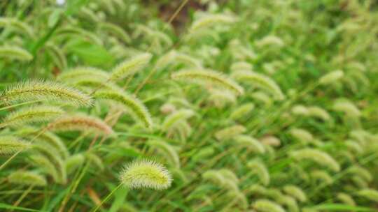 狗尾巴草草丛野草植物狗尾草公园唯美风景