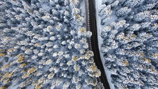 冬季森林道路