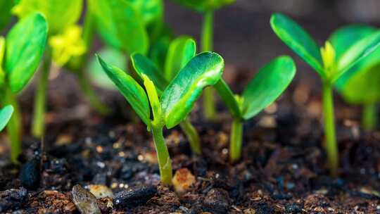 中药材决明子种子发芽生长植物生长破土而出
