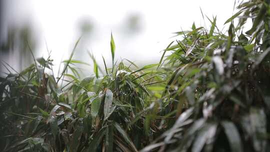 雨后的竹子与露珠