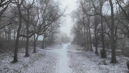 狗在雪地里走