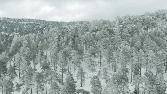 树木，雪，山脉，北极