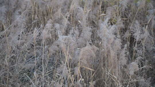芦苇 湿地 大片芦苇 芦苇地 芦苇田 植物