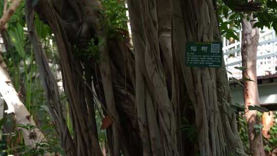 温室热带植物/榕树特写及标识牌